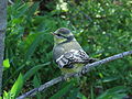 A fledgling blue tit (parus caeruleus)