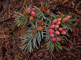 Pollen cones; Squak Mountain, WA