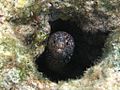 Spotted Moray Eel (Gymnothorax isingteena)