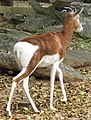 Mhorr Gazelle at the Louisville Zoo