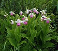 Cypripedium reginae