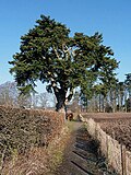 Thumbnail for File:A Spanish Hedgehog Fir (Abies pinsapo) - geograph.org.uk - 3365175.jpg