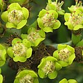 Flowers; Chimoio, Mozambique