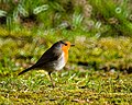 European robin Dorset, UK