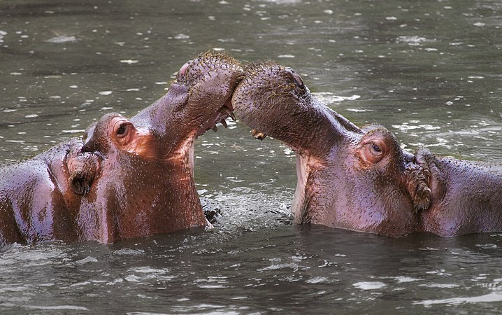 (25 May 2012) Two hippos touch snouts by William Warby