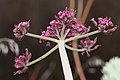 Lomatium columbianum