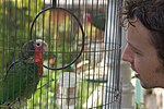 Thumbnail for File:Amazona leucocephala -Cuba -round cage-8a.jpg