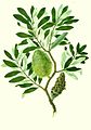 Banksia integrifolia watercolour