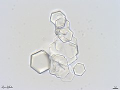 Cystine Crystals in Canine Urine Sediment.jpg