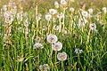 * Nomination Dandelions on a fallow field (Bügelmanns Reit) in Hausdülmen, Dülmen, North Rhine-Westphalia, Germany --XRay 04:44, 29 May 2022 (UTC) * Promotion  Support Good quality -- Johann Jaritz 04:45, 29 May 2022 (UTC)