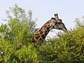 Giraffa camelopardalis