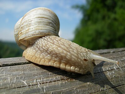 Helix pomatia (Roman Snail)