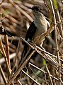 in Kolleru Lake, Andhra Pradesh, India.