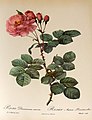 Rosa damascena Aurora