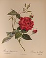 Rosa indica Cruenta