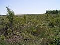 Scrub encroachement in stand with Betula pubescens