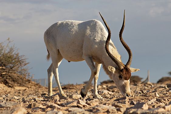 An Addax in the station of aclimation Safia, south of Dakhla by Haytem93