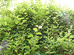 Actinidia chinensis1.jpg