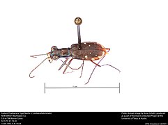 Cicindela abdominalis