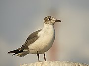 Larus atricilla