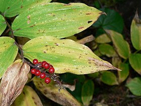 Maianthemum racemosum