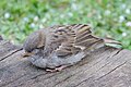 * Nomination House sparrow (Passer domesticus) in Colmar (Haut-Rhin, France). --Gzen92 12:27, 29 April 2020 (UTC) * Promotion  Support Good quality. --Ermell 19:44, 29 April 2020 (UTC)