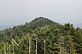 Trees, Mount Mitchell summit, North Carolina