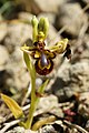 Ophrys speculum Italy - Sardinia