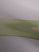 Spinach chromatography 20211026 112814.jpg