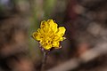 Agoseris heterophylla