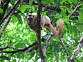 Brown lemur