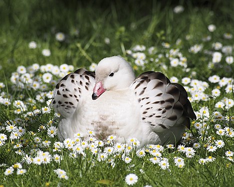 "Chloephaga_melanoptera_sat_in_daisies.jpg" by User:Baresi franco