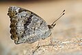 * Nomination Close wing Basking of Junonia hierta (Fabricius, 1798) - Yellow Pansy (2) WLB --Anitava Roy 15:21, 18 August 2024 (UTC) * Promotion  Support Good quality. --Velvet 06:31, 19 August 2024 (UTC)