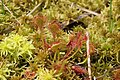 Drosera rotundifolia