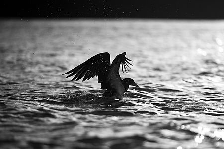 Brown Booby (Sula leucogaster) © Eduardo Muruci