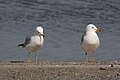 Larus delawarensis