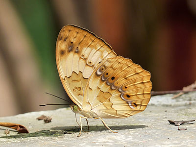 Cupha erymanthis (Rustic)