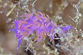 * Nomination Sea slug (Edmundsella pedata), Cabo de Palos, Spain --Poco a poco 09:03, 21 May 2023 (UTC) * Promotion  Support Good quality. --Shenzhiming88 15:40, 23 May 2023 (UTC)