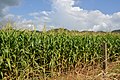 Corn Field