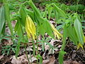 Bellwort