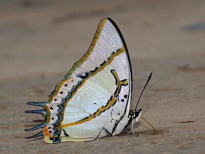 Close wing mud-puddling position of Charaxes eudamippus Doubleday, 1843 - Great Nawab 8