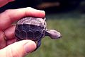 Tiny turtle