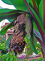 Ensete ventricosum