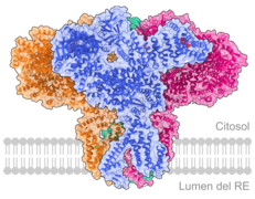 IP3 receptor type 3 (ITPR3) - 6DQN-es.png