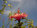 Hibiskus