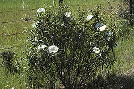 La Siberia Cistus ladanifer 128.jpg