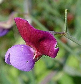 Lathyrus clymenum