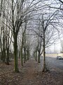 Trees on Myrtle Street Liverpool.