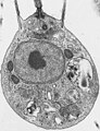 Monosiga ovata (TEM)