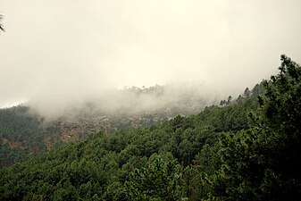 Pine woods in the southern slopes of Sierra de Gredos mountain range